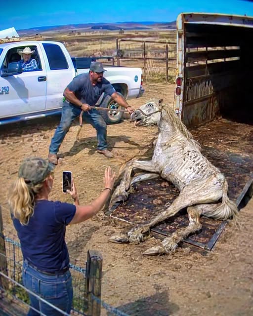 The Horse Rescue Story That Left Viewers Speechless: A Powerful Tale of Courage, Compassion, and Justice
